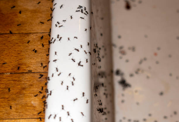 Best Commercial Pest Control Services  in Moody, TX