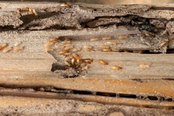 Best Bed Bug Extermination  in Moody, TX