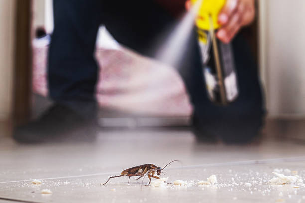 Flea Control Services in Moody, TX