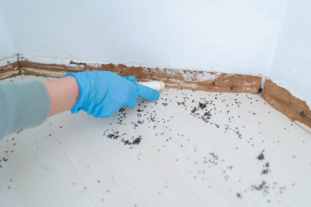 Best Mosquito Control Services  in Moody, TX